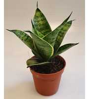 Sansevieria Hahnii 6 cm Silver Hahnii(Decorum)