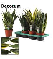 Sansevieria Super mix 14 cm (Decorum)