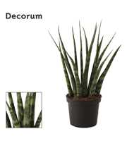 Sansevieria Fernwood 9 cm (Decorum)