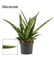 Sansevieria Silver steel 9 cm (Decorum)