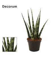 Sansevieria Fernwood 6 cm (Decorum)