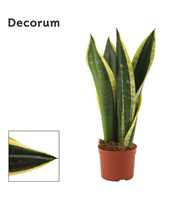 Sansevieria Night Shade 9 cm (Decorum)