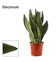 Sansevieria Super Green 17 cm (Decorum)