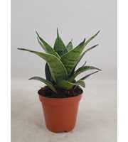 Sansevieria Hahnii 9 cm Silver Hahnii(Decorum)