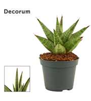 Sansevieria Jewel crown 6 cm (Decorum)