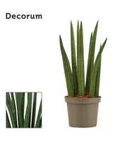 Sansevieria Cylindrica 9 cm Rocket (Decorum)