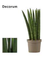 Sansevieria Cylindrica 9 cm Straight (Decorum)