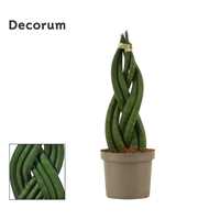 Sansevieria Cylindrica 9 cm Braid (Decorum)