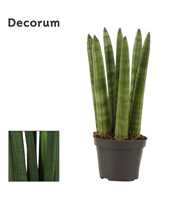 Sansevieria Cylindrica 6 cm Straight (Decorum)