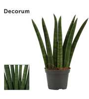 Sansevieria Cylindrica 6 cm Fan (Decorum)