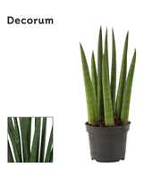 Sansevieria Cylindrica 6 cm Rocket (Decorum)