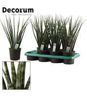 Sansevieria Fernwood 14 cm (Decorum)