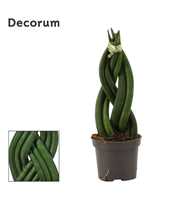 Sansevieria Cylindrica 6 cm Braid (Decorum)