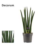 Sansevieria Cylindrica 17 cm Rocket (Decorum)