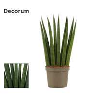 Sansevieria Cylindrica 9 cm Fan (Decorum)