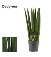 Sansevieria Cylindrica 14 cm Straight (Decorum)