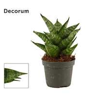 Sansevieria Brilliant crown 6 cm (Decorum)