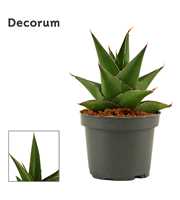 Sansevieria Abbey crown 9 cm (Decorum)