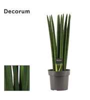 Sansevieria Cylindrica 17 cm Straight (Decorum)