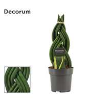 Sansevieria Cylindrica 12 cm Braid (Decorum)