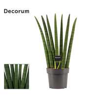 Sansevieria Cylindrica 17 cm Fan (Decorum)