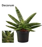 Sansevieria Double Boncellensis 9 cm (Decorum)