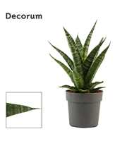 Sansevieria Brasilia crown 12 cm (Decorum)