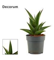 Sansevieria Abbey crown 12 cm (Decorum)