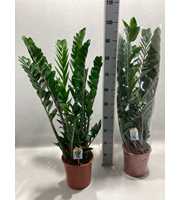 Zamioculcas 21 cm