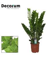 Zamioculcas 24 cm (Decorum)