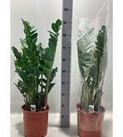 Zamioculcas 24 cm