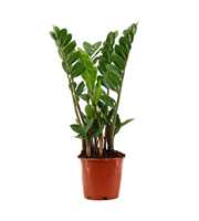 Zamioculcas 14 cm