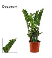 Zamioculcas 14 cm (Decorum)