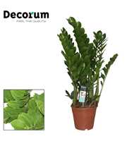 Zamioculcas 21 cm (Decorum)