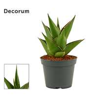 Sansevieria Temple crown 6 cm (Decorum)