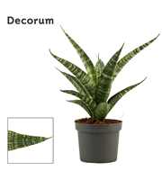 Sansevieria Tiger crown 9 cm (Decorum)