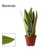 Sansevieria White Snow 14 cm (Decorum)