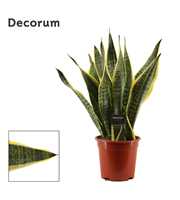 Sansevieria Superba 17 cm (Decorum)