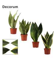 Sansevieria Super mix 9 cm (Decorum)