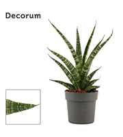 Sansevieria Tiger crown 12 cm (Decorum)