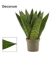 Sansevieria Zeylanica Fan 9 cm (Decorum)