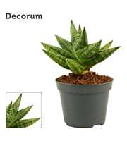 Sansevieria Rocky crown 6 cm (Decorum)