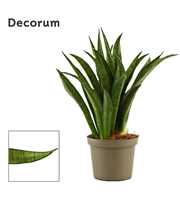 Sansevieria Lilliput 9 cm (Decorum)