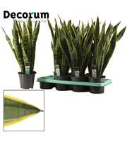 Sansevieria Laurentii 14 cm (Decorum)