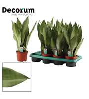 Sansevieria Moonshine 14 cm (Decorum)