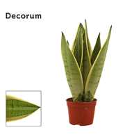 Sansevieria White Snow 9 cm (Decorum)