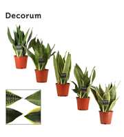 Sansevieria Super mix 12 cm (Decorum)