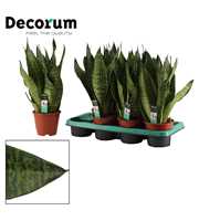 Sansevieria Super Green 14 cm (Decorum)