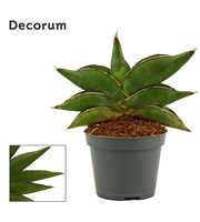 Sansevieria Stylish fan 6 cm (Decorum)