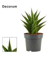 Sansevieria Temple crown 14 cm (Decorum)